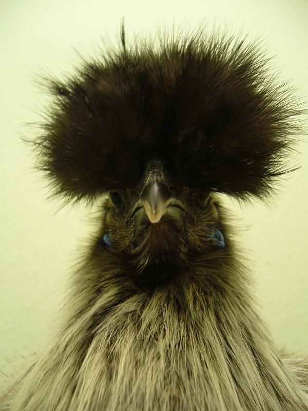 Munster 2009 183.jpg - Zwerg Seidenhühner mit Bart silber wildfarbig von Lukas Hansen